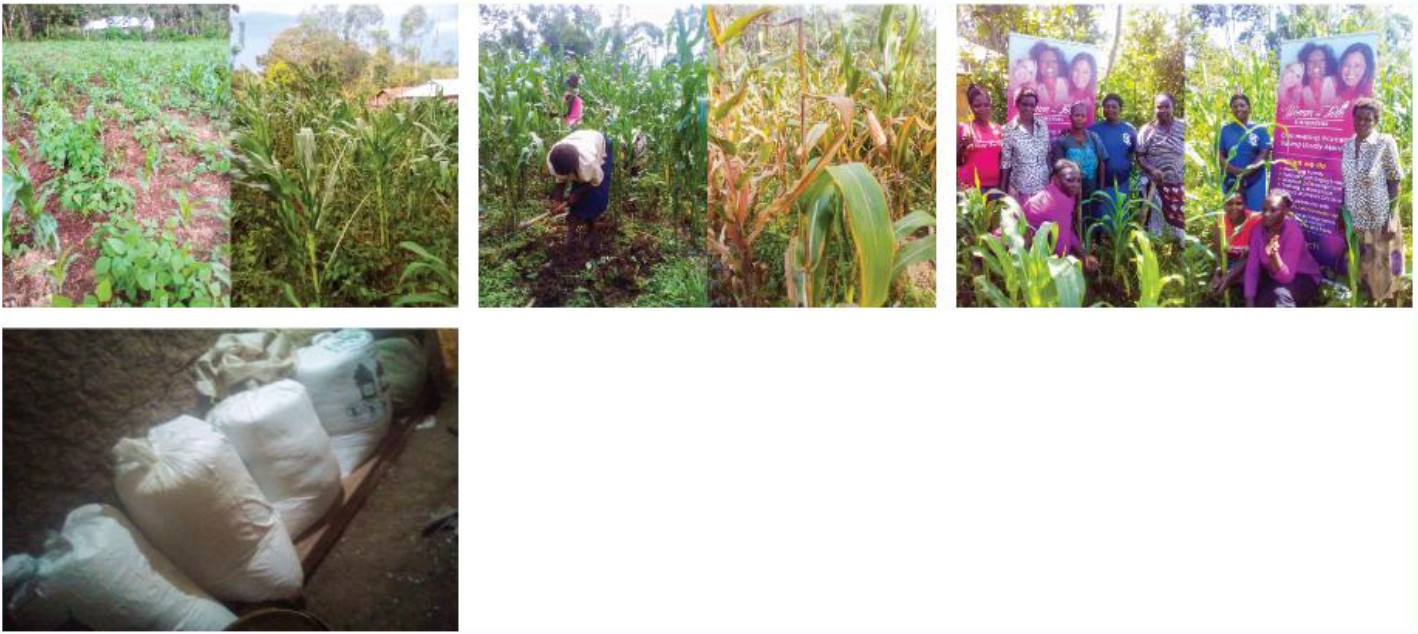 Maize and Beans project in Butere Year 2022 Sponsored by WFF, UK